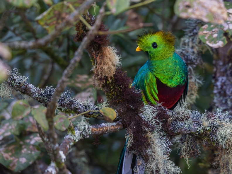 Resplendent Quetzal in a tree