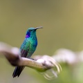 9. Lesser Violetear.jpg