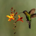10. Fiery-throated Hummingbird.jpg