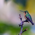 White-throated Mountaingem