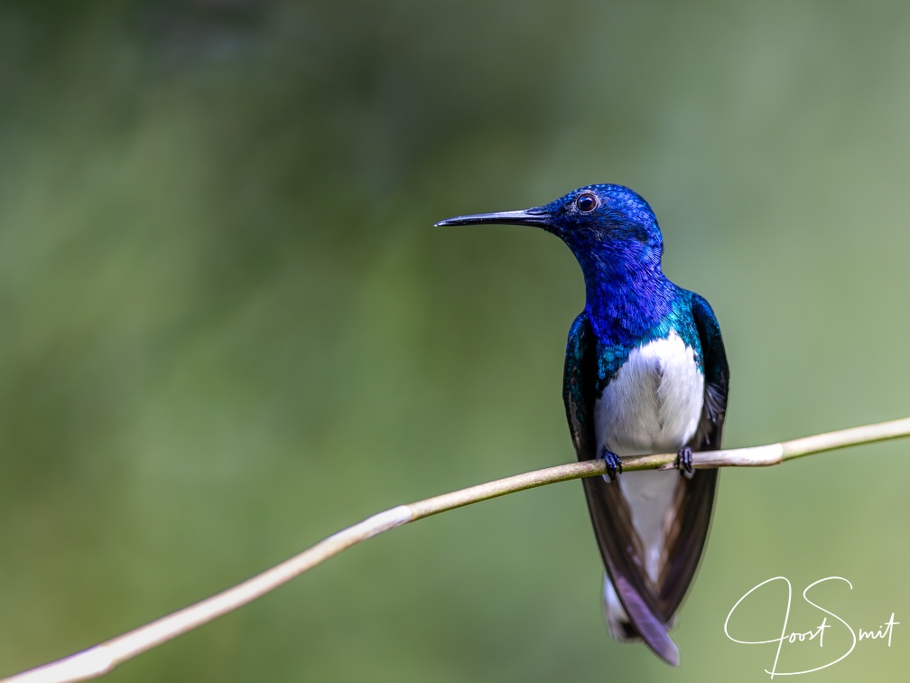 White-necked Jacobin