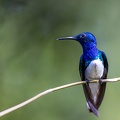 White-necked Jacobin