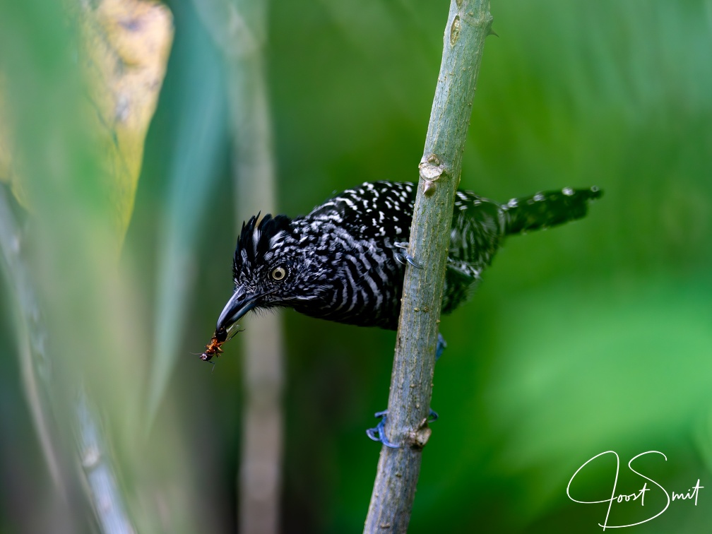 Barred Antshrike