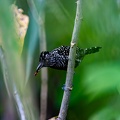 Barred Antshrike