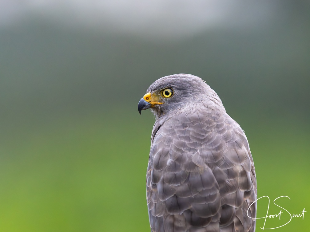 Roadside Hawk