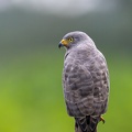 Roadside Hawk