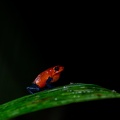 Strawberry Poision Dart Frog