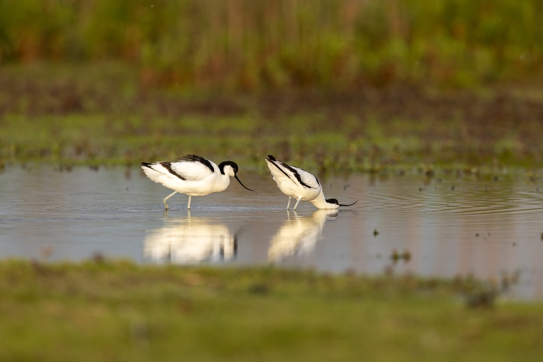 Avocet - Mating ritual part I- the approach.jpg