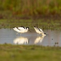 Avocet - Mating ritual part I- the approach.jpg