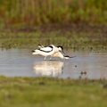 Avocet - Mating ritual part III- throwing water.jpg