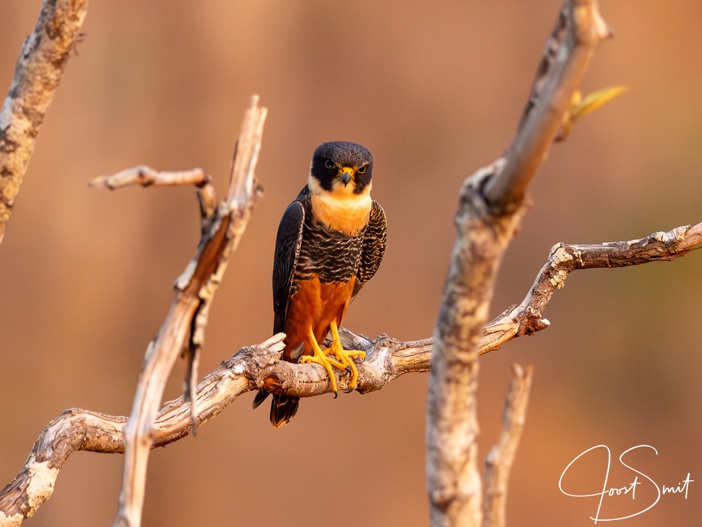 Bat falcon on a tree