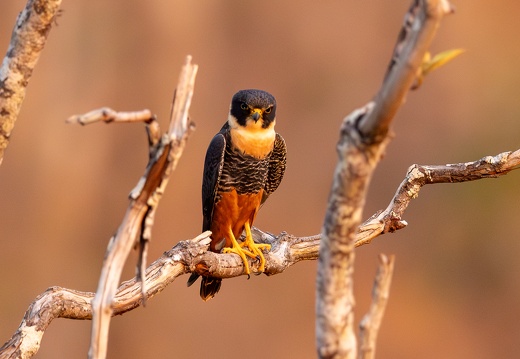 Bat falcon on a tree