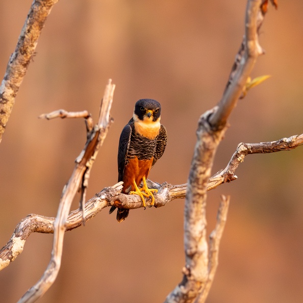 Bat falcon on a tree.jpg