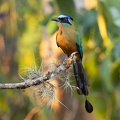 Blue-crowned motmot sitting on a branch