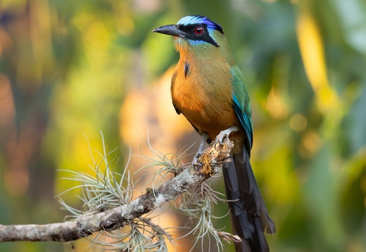 Blue-crowned motmot sitting on a branch