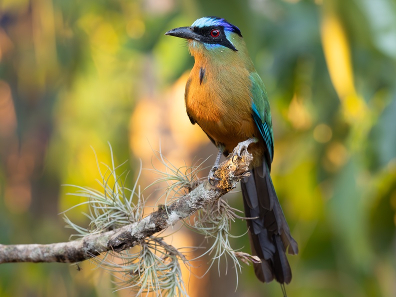 Blue-crowned motmot sitting on a branch