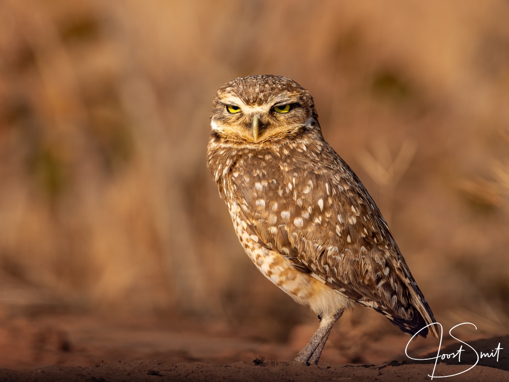 Burrowing Owl