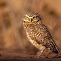 Burrowing Owl