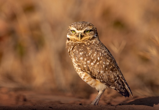 Burrowing Owl