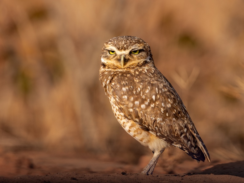 Burrowing Owl