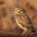 Burrowing Owl.jpg