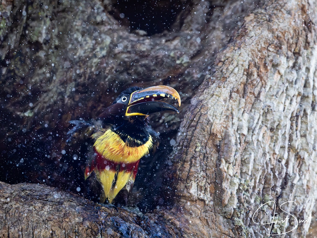 Chestnut-eared aracari shaking off water after a bath