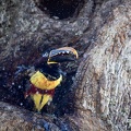 Chestnut-eared aracari shaking off water after a bath