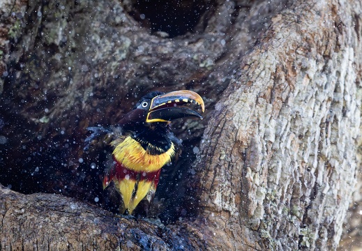 Chestnut-eared aracari shaking off water after a bath