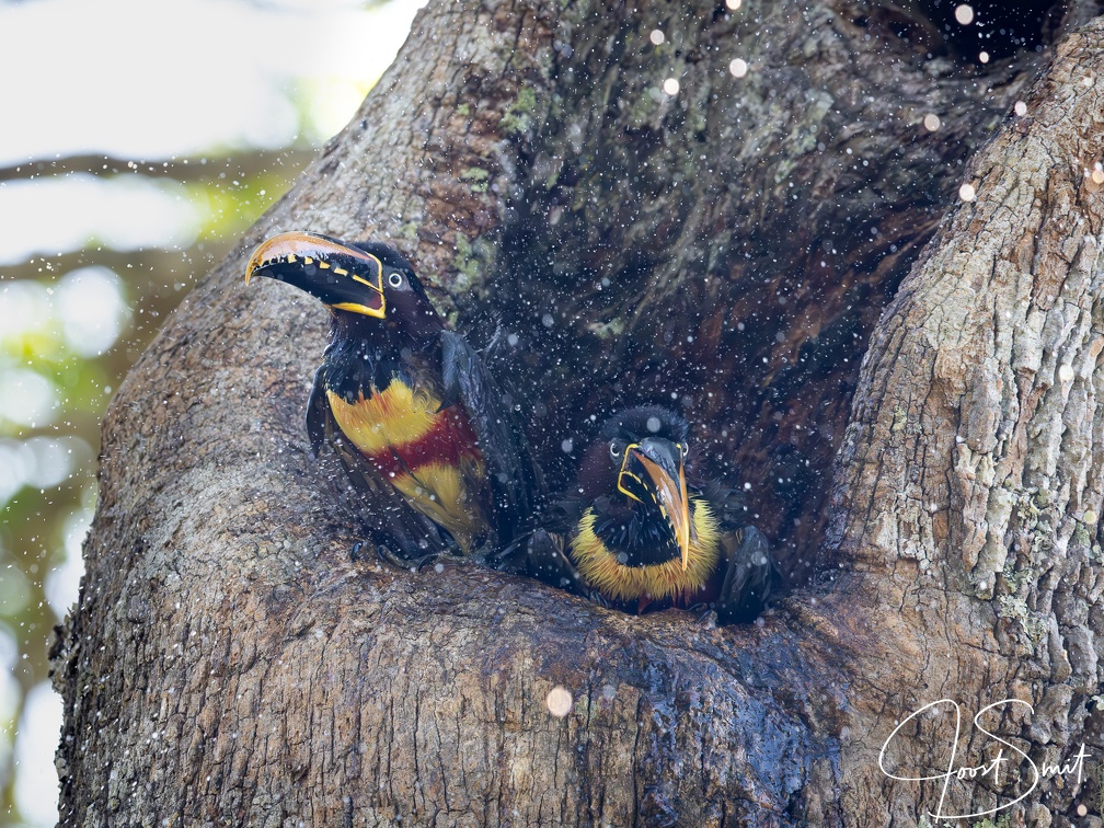 Chestnut-eared aracari taking a bath