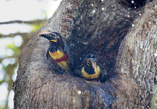 Chestnut-eared aracari taking a bath