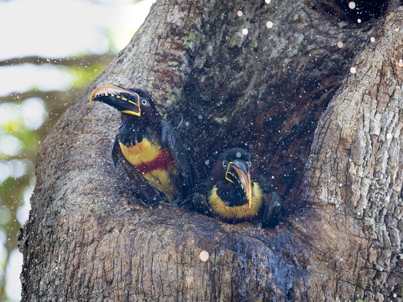 Chestnut-eared aracari taking a bath