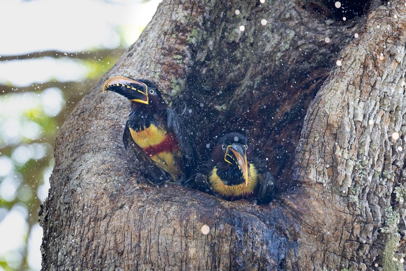 Chestnut-eared aracari taking a bath.jpg