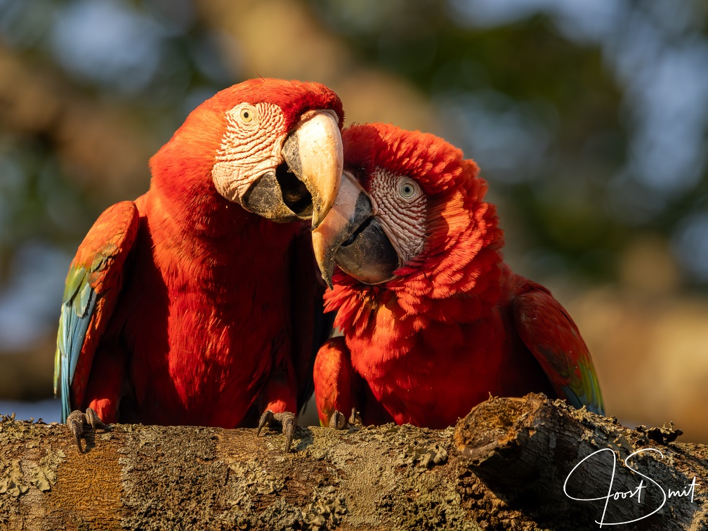 Close-up of two Red-and-green macaws