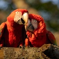 Close-up of two Red-and-green macaws