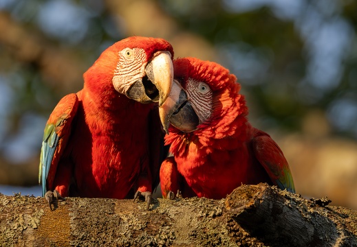 Close-up of two Red-and-green macaws