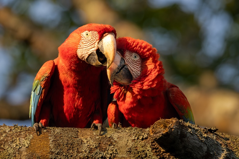 Close-up of two Red-ang-green macaws.jpg