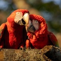 Close-up of two Red-ang-green macaws.jpg