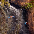 Red and green macaw descending on a waterfall