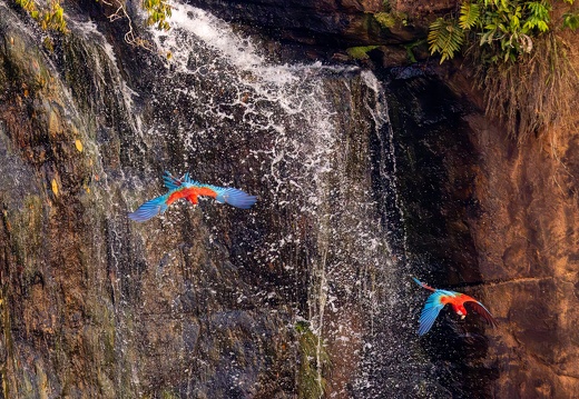 Red and green macaw descending on a waterfall