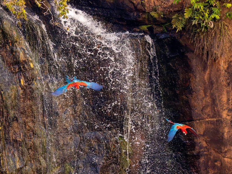 Red and green macaw descending on a waterfall