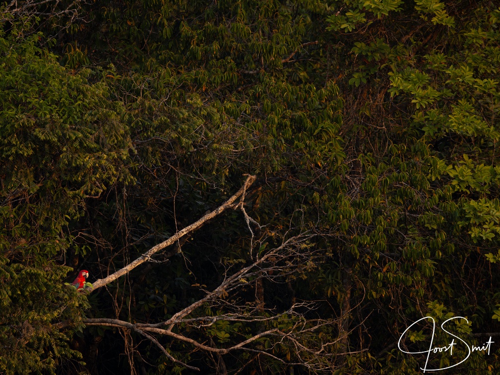 Red and green macaw in a green forest