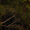 Red and green macaw in a green forest