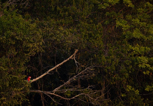 Red and green macaw in a green forest