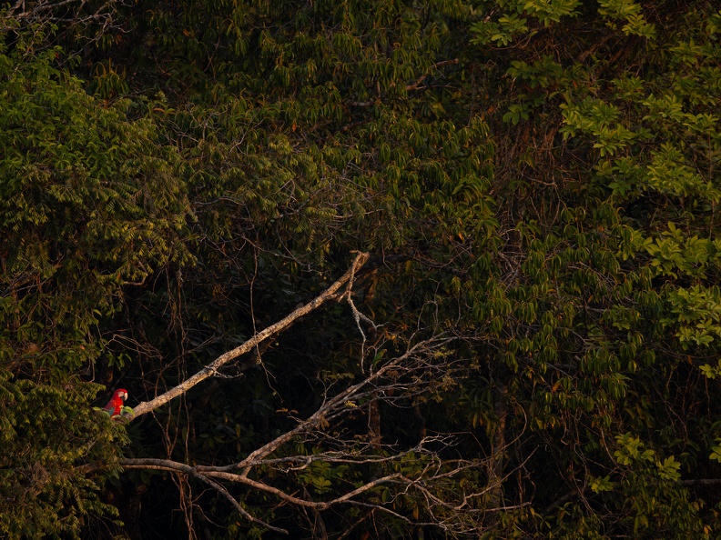 Red and green macaw in a green forest