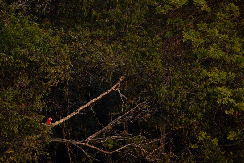 Red and green macaw in a green forest.jpg