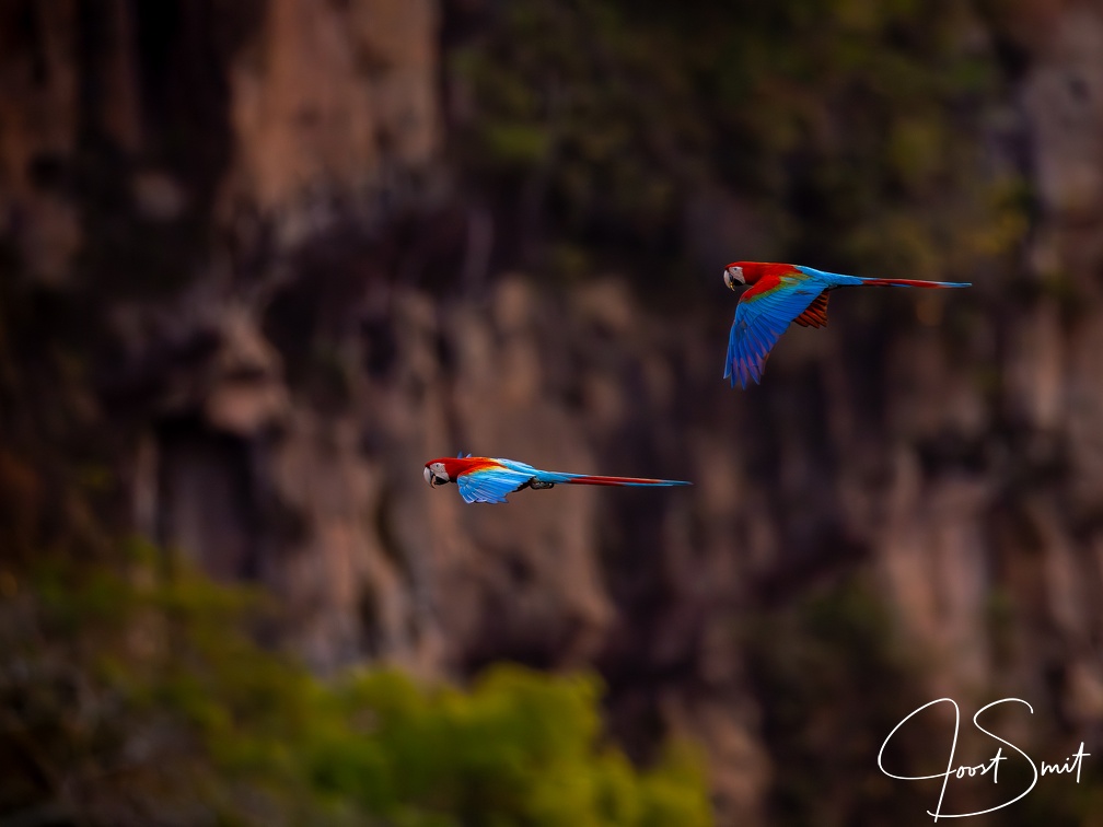 Red and green macaws flying to their nests