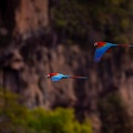 Red and green macaws flying to their nests