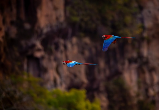 Red and green macaws flying to their nests