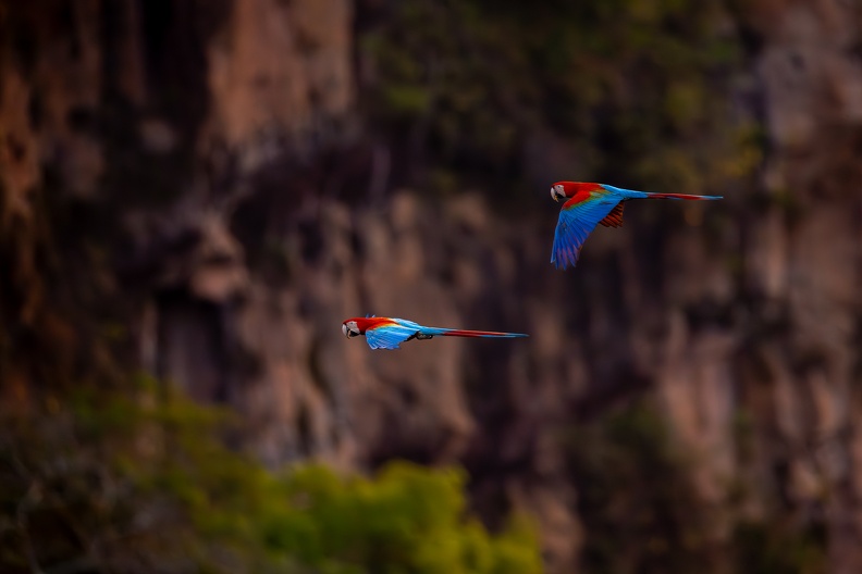 Red and green macaws flying to their nests.jpg