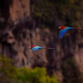 Red and green macaws flying to their nests.jpg